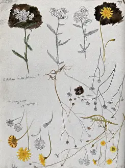 Healing Prints: Various flower heads of yarrow (Achillea millefolium) and hawk's bit (Leontodon species)