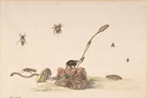 Flies Prints: Various Insects by a Fungus, 1681. Creator: Rochus van Veen