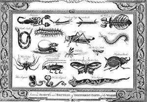 Various Insects and Reptiles of Different Parts of the World. Artist: W Grainger