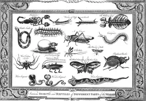 Scorpion Gallery: Various Insects and Reptiles of Different Parts of the World. Artist: W Grainger