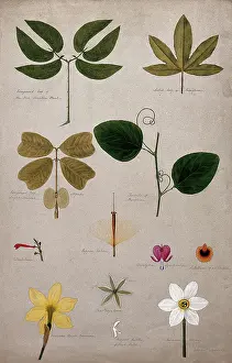 Assorted Prints: Various leaf forms and flower parts, c1900. Creator: Isabel Sawkins