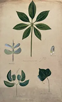 Assorted Prints: Various leaf forms, including succulent and compound, c1900. Creator: Helen Cowell