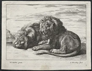 Various Lions. Creator: Abraham Blooteling (Dutch, 1640-1690)