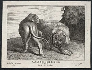 Various Lions. Creator: Abraham Blooteling (Dutch, 1640-1690) Various Lions. Creator: Abraham Blooteling (Dutch, 1640-1690)