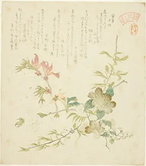 Shikishi Ban Prints: Various Spring Flowers, from the series Springtime Plants and Trees for the Kasumi Poe