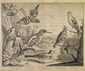 Branch Prints: Various types of bird, 1726. Creator: Henry Fletcher