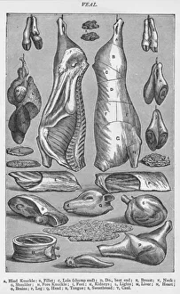 Joint Prints: Veal, 1907, (1907)