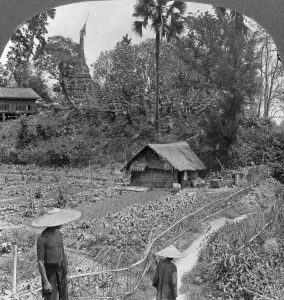 Vegetable Garden Prints: A vegetable garden amidst pagodas, Bhamo, Burma, 1908. Artist: Stereo Travel Co