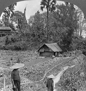 Bhamo Gallery: A vegetable garden amidst pagodas, Bhamo, Burma, 1908. Artist: Stereo Travel Co