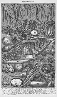 Choice Gallery: Vegetables, 1907, (1907)