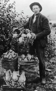 Cauliflower Prints: Vegetables, between c1900 and c1930. Creator: Unknown