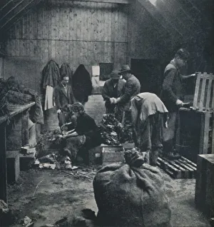 Vegetables for market, 1941. Artist: Cecil Beaton