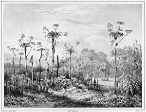 Woods Collection: Vegetation in the interior of the Kamchatka peninsula, 19th century