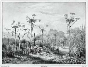 Bichebois Alphonse Prints: Vegetation in the interior of the Kamchatka peninsula