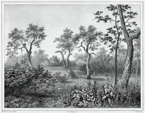 Undergrowth Prints: Vegetation of Kamchatka, 19th century