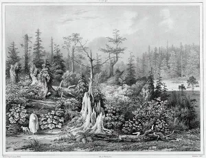 Storm Damage Prints: Vegetation around the settlement of Novo-Arkhangelsk (northwest coast of America)