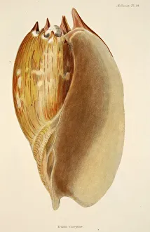 Shell Prints: Veluta Georgina, pub. 1833 (hand coloured engraving)