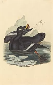 Velvet Duck. Creator: Unknown