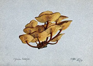 Edible Prints: Velvet shank fungus (Flammulina velutipes) growing on wood, 1893. Creator: Unknown