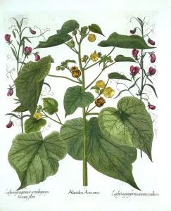 German School 17th Century Prints: Velvetleaf and Sweet Peas, from Hortus Eystettensis, by Basil Besler (1561-1629), pub