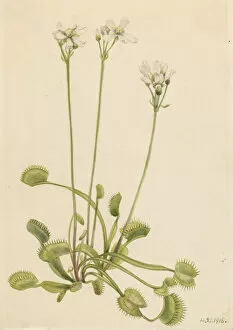 Cream Background Gallery: Venus Flytrap (Dionaea muscipula), 1918. Creator: Mary Vaux Walcott
