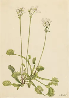 Cream Background Gallery: Venus Flytrap (Dionaea muscipula), 1918. Creator: Mary Vaux Walcott