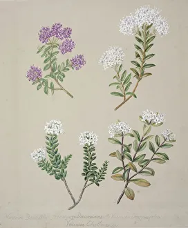 Perennial Prints: [Veronica (4 species)], c.1885. Creator: Sarah Featon