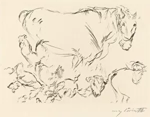 Calf Collection: Verschiedene Tierstudien (Animal Studies), 1917. Creator: Lovis Corinth