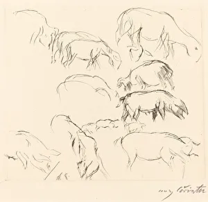 Verschiedene Tierstudien (Animal Studies), 1917. Creator: Lovis Corinth