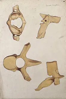Mongrdien Prints: Vertebrae: four figures, 1880. Creator: Jeannette Mongredien