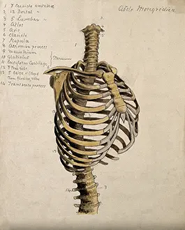 1880 Prints: Vertebral column and ribcage, 1880. Creator: Adele Mongredien