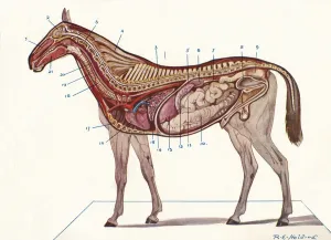 Internal Organ Prints: Vertical section of the body of a horse, c1907 (c1910). Artist: RE Holding