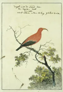 Natural History Prints: Vestiaria coccinea (Iiwi or Scarlet Hawaiian honeycreeper), 1778. Creator: John Webber