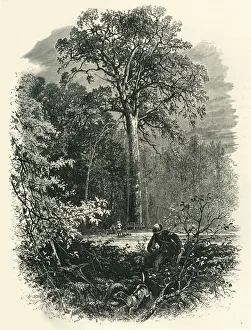 Undergrowth Prints: The Victoria Oak, Windsor Forest, c1870