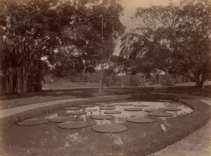 Lily Pad Prints: Victoria Regia at Botanical Garden, Udaipur, 1860s-70s. Creator: Unknown