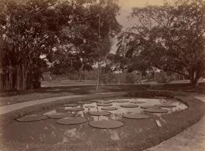 Botanic Gardens Gallery: Victoria Regia at Botanical Garden, Udaipur, 1860s-70s. Creator: Unknown
