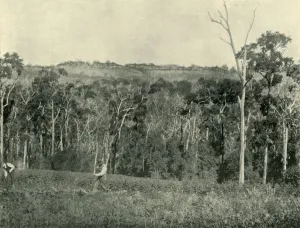 Australia Oceania Gallery: A Victorian Mountain Farm, 1901. Creator: Unknown