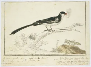 Vidua macroura (Pin-tailed whydah) and locust, 1778. Creator: Robert Jacob Gordon