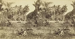 Anthony Co Gallery: View at the Bishops Garden, Havana, 1860. Creator: Anthony & Company