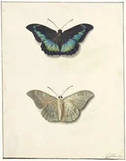 Georgius Jacobus Johannes Van Os Prints: Top and bottom view of a butterfly, 1792-1861. Creator: Georgius Jacobus Johannes van Os