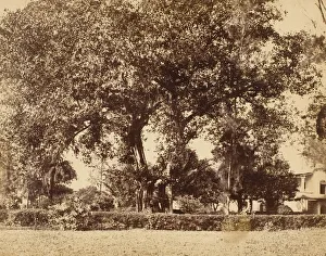 West Bengal Prints: View From Our Garden, Dum Dum, 1850s. Creator: Captain R. B. Hill