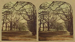 London Stereoscopic Photographic Co Prints: View in Greenwich Park, about 1860. Creator: London Stereoscopic & Photographic Co