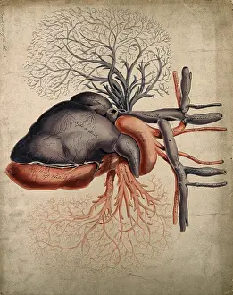 Illustrations Prints: Front view of the heart, with arteries and blood-vessels attached