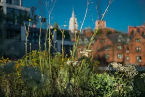 View from the Highline. Creator: Viet Chu