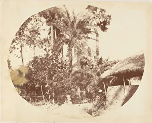 Hill Captain R B Prints: View in the Jungle, Bengal, 1850s. Creator: Captain R. B. Hill