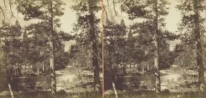 Carleton Emmons Watkins Gallery: View on the Merced, Yosemite Valley, Mariposa County, Cal. 1861 / 76