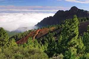 Conifer Prints: View from Mirador de la Cumbre, Parque Nacional del Teide, Tenerife, Canary Islands, 2007