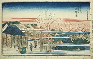 Cherry Blossom Prints: View of Morning Cherry Blossoms in the New Yoshiwara (Shin Yoshiwara asazakura no zu)