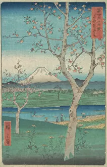 Cherry Trees Collection: View of Mount Fuji from Koshigaya, Province of Musashi (Musashi, Kos... 4th month, Horse year 1858)