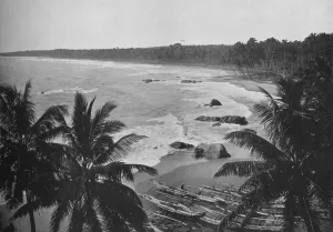 Coconut Palm Prints: View from Mount Lavinia, Showing Cocoanut Palms along Seashore